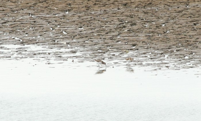 Little Stint