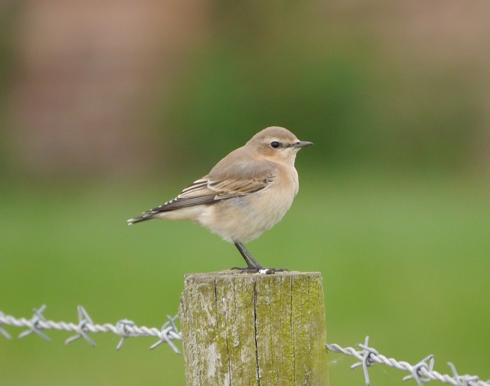 Wheatear