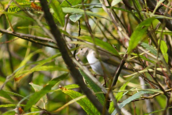 Western Bonelli's Warbler