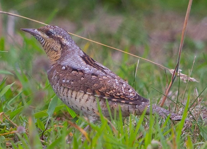 Wryneck