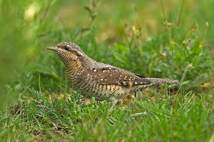 Wryneck