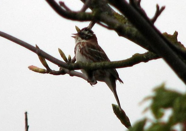 Rustic Bunting