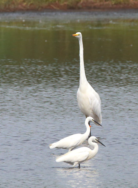 Great White Egret