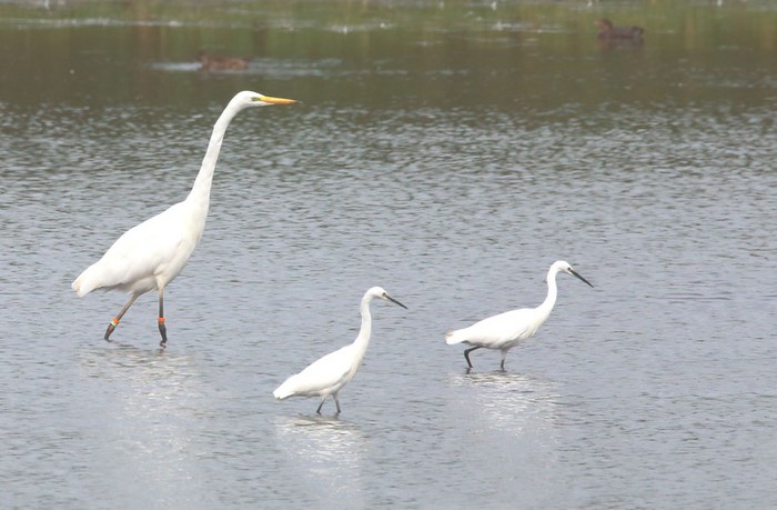 Great White Egret