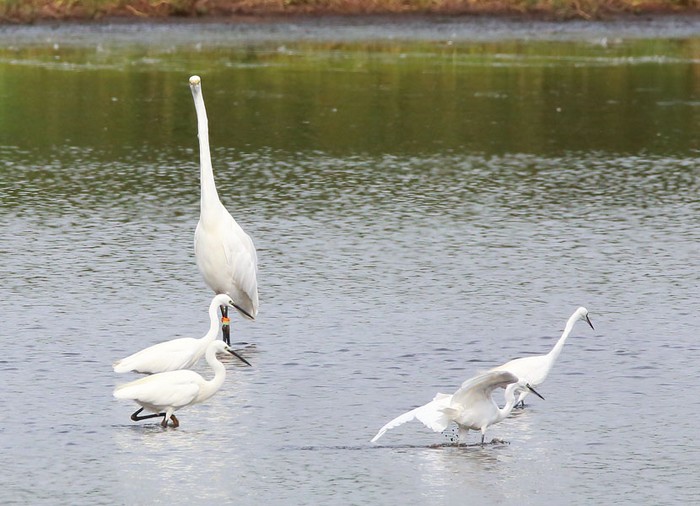 Great White Egret