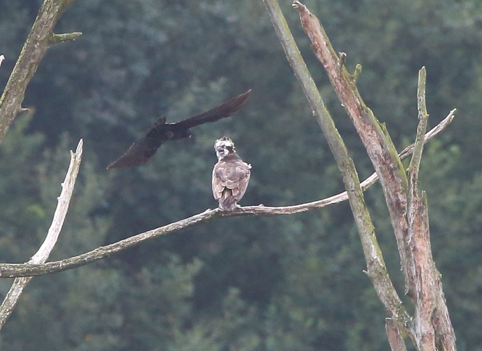 Osprey