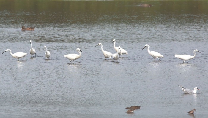 Little Egret