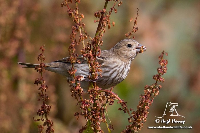 Common Rosefinch