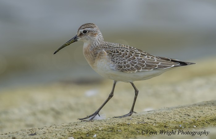 Curlew Sandpiper