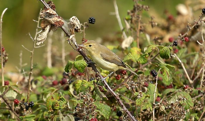 Melodious Warbler