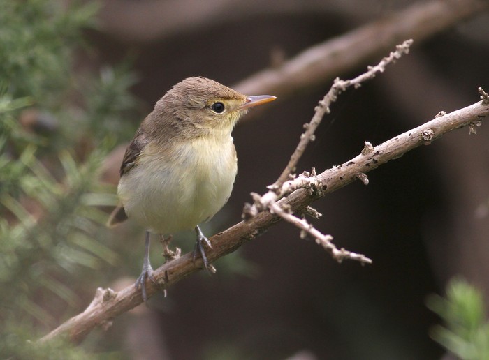 Melodious Warbler