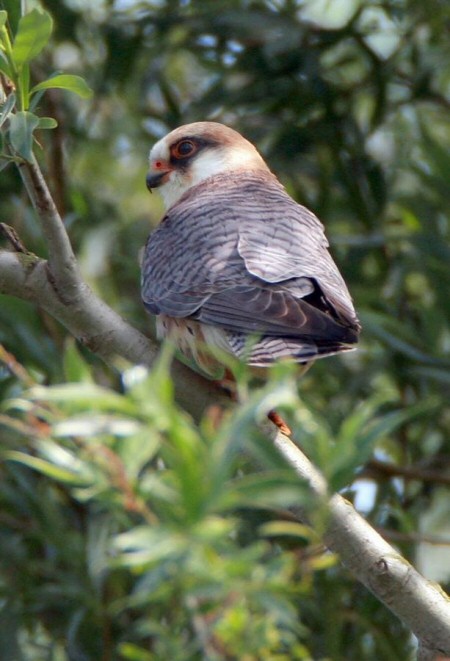 Red-footed Falcon