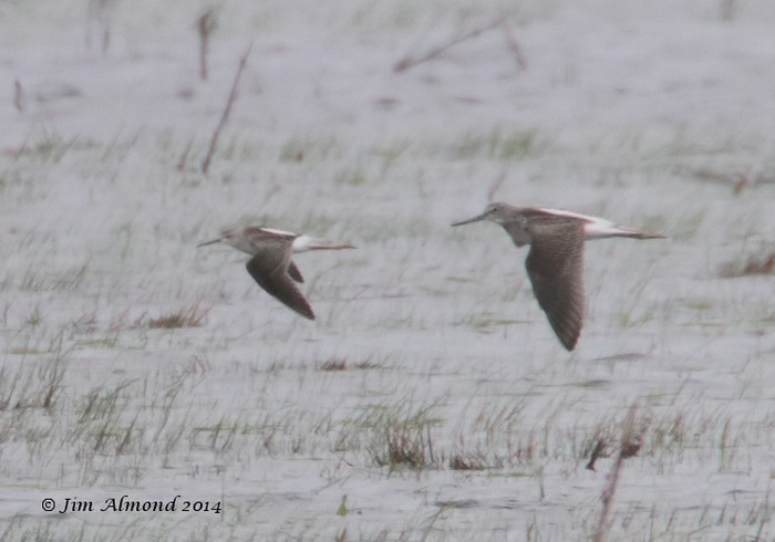Marsh Sandpiper