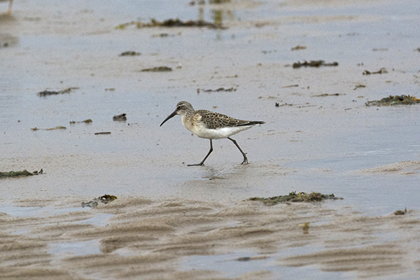 Curlew Sandpiper