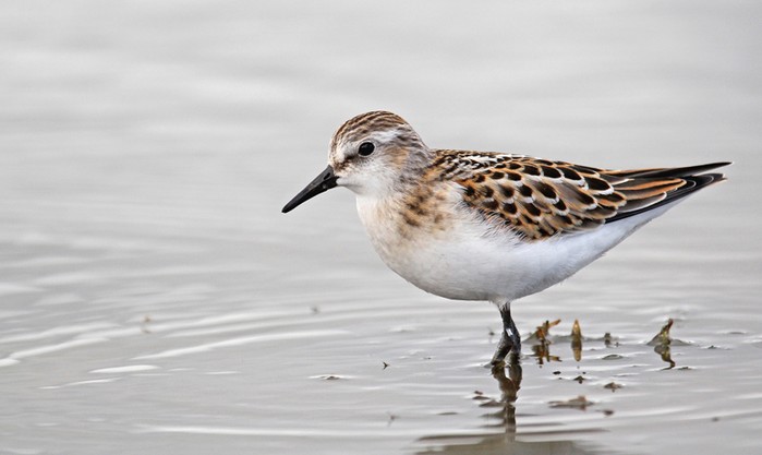 Little Stint