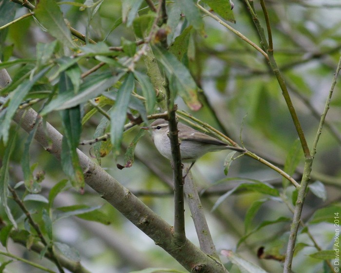 Greenish Warbler