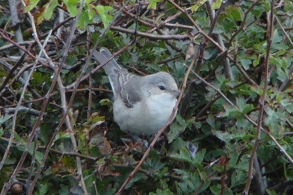 Barred Warbler