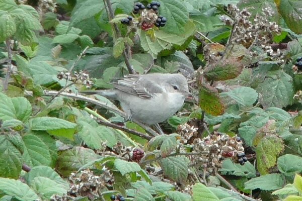 Barred Warbler