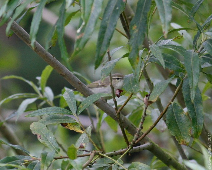 Greenish Warbler