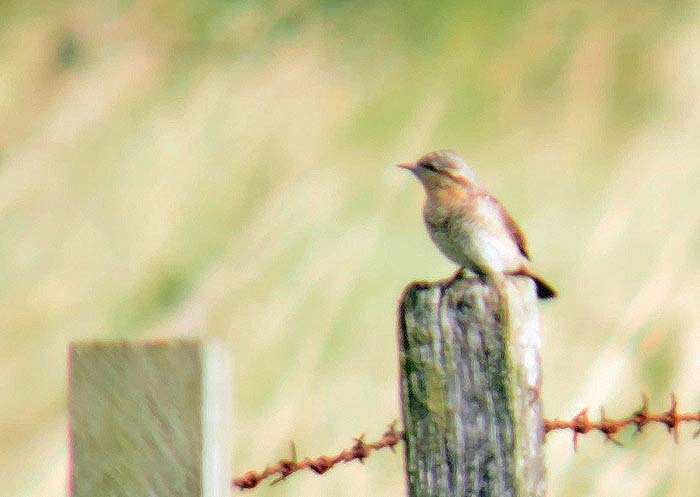 wryneck