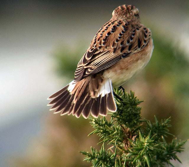 Whinchat