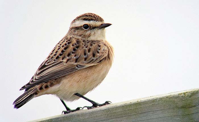 Whinchat