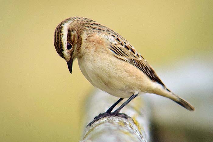 Whinchat