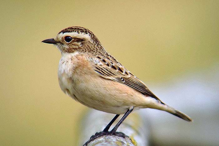 Whinchat