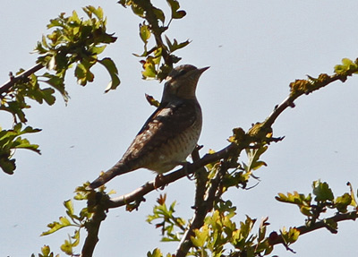 Wryneck