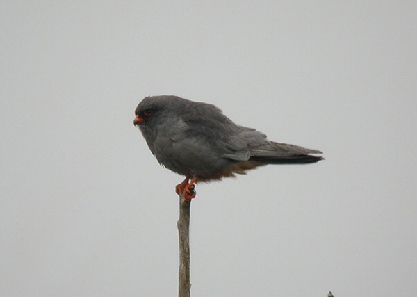 Red-footed Falcon