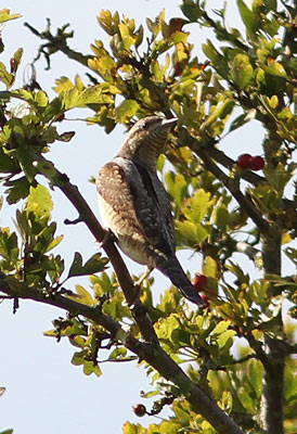 Wryneck