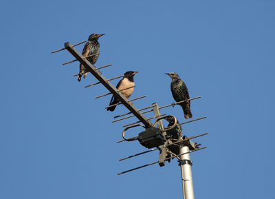 Rose-coloured Starling