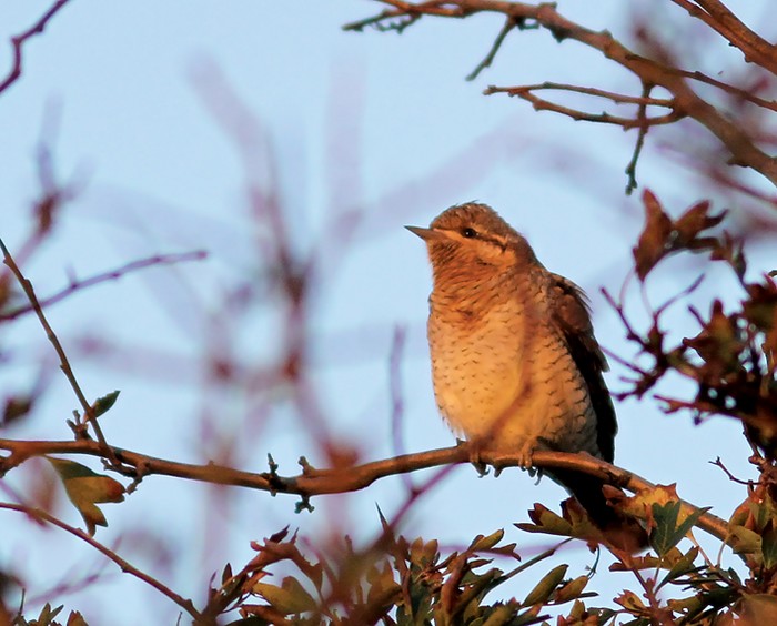 Wryneck
