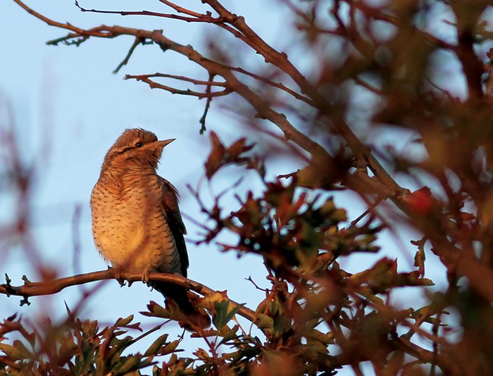 Wryneck