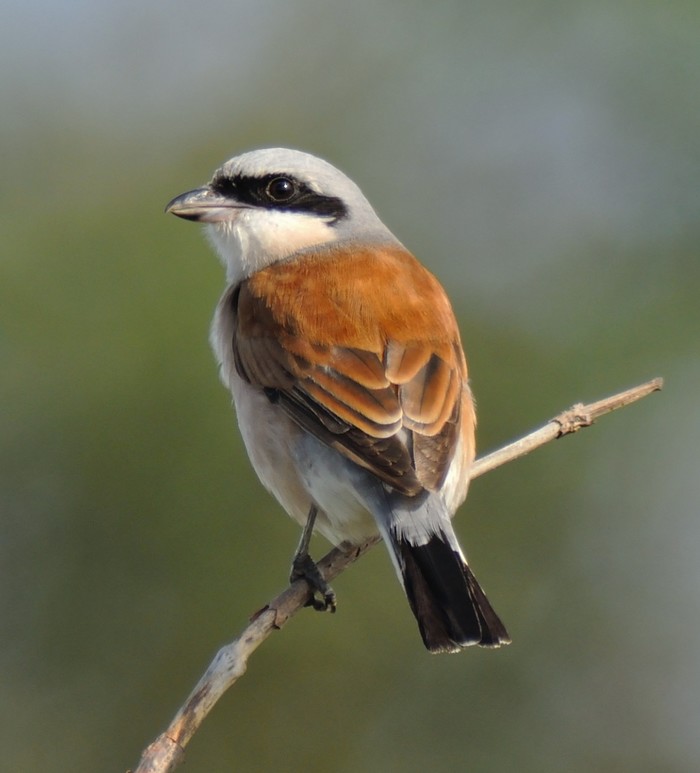 Red-backed Shrike