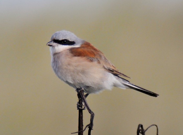 Red-backed Shrike