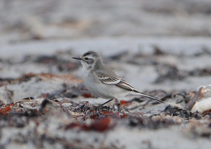 Citrine Wagtail