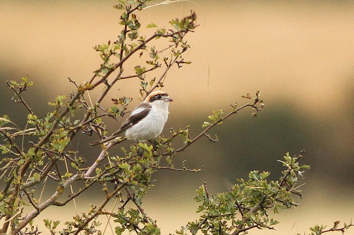 Woodchat Shrike