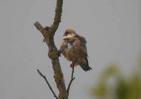 Red-footed Falcon