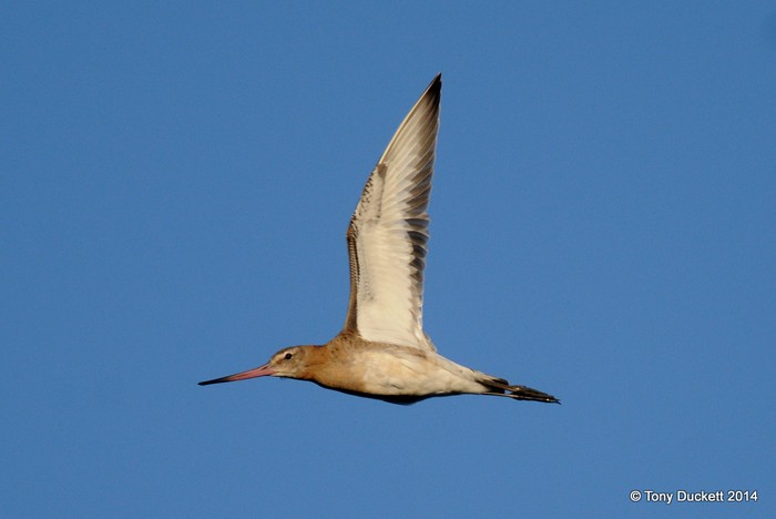 Black-tailed Godwit