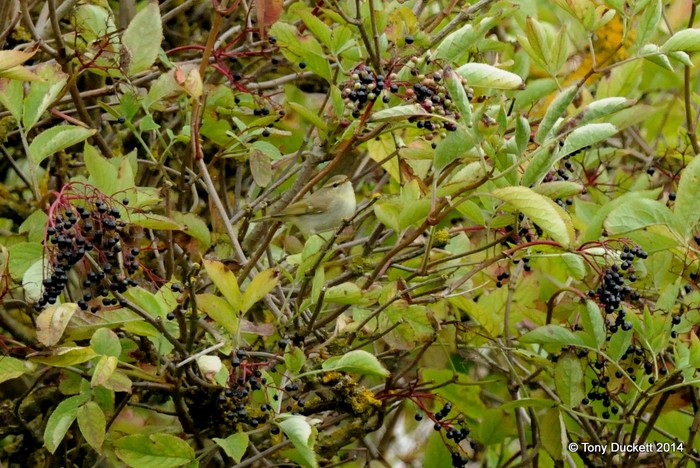 Greenish Warbler