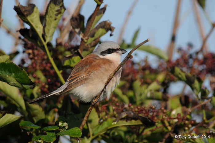 Red-backed Shrike