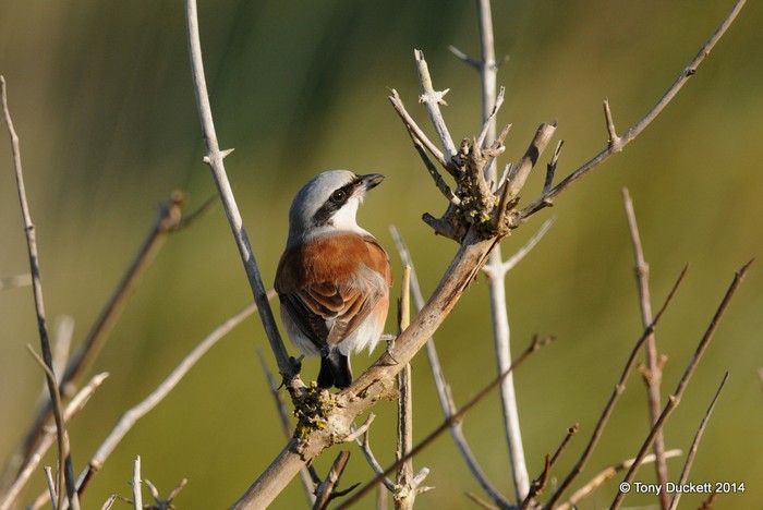 Red-backed Shrike