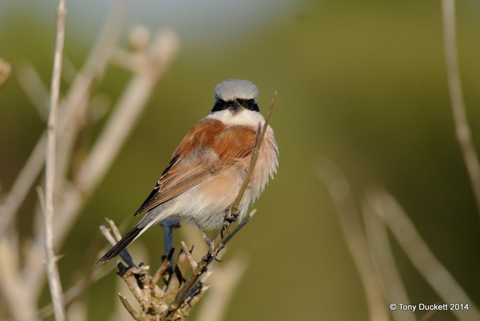 Red-backed Shrike