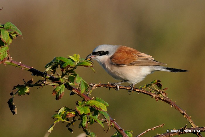 Red-backed Shrike