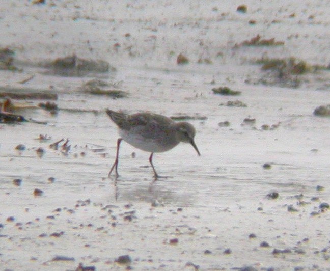 White-rumped Sandpiper