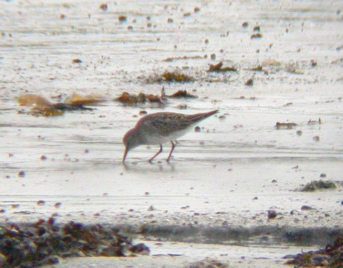 White-rumped Sandpiper