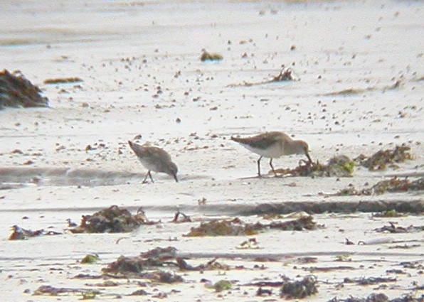White-rumped Sandpiper