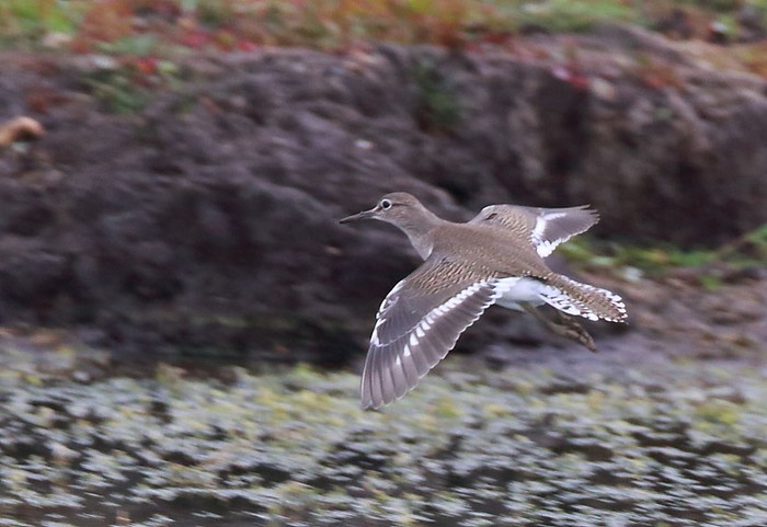 Common Sandpiper