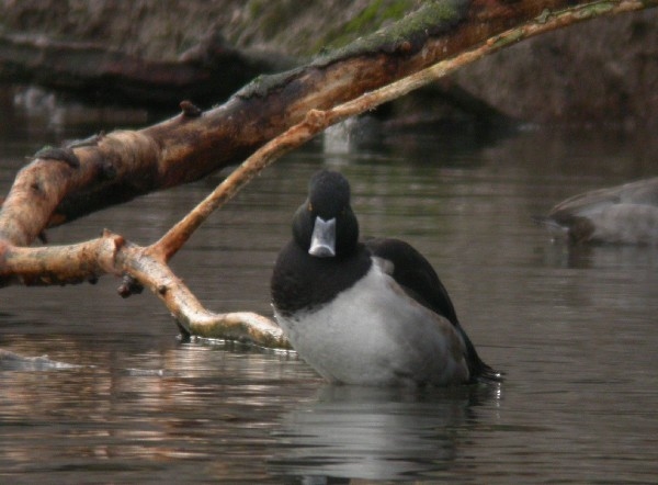 Ring-necked Duck